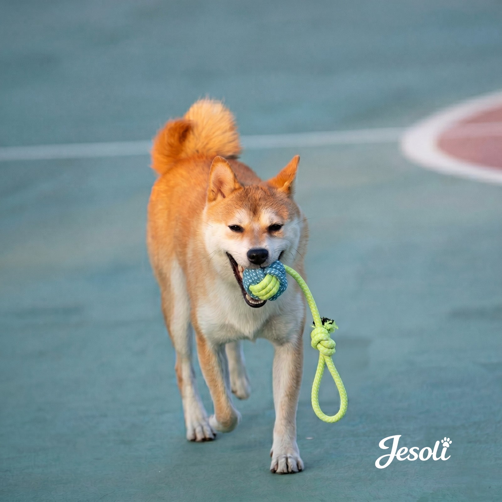 Thoughtful essentials for pets and the homes they share